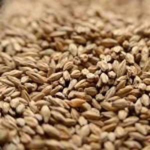 Honey Malt Grain