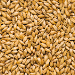 Fresh Grain - Munich Malt per 1kg