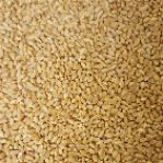 Fresh Grain - Wheat Malt per 1kg